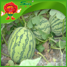Bauernhof Wassermelone leckere Melone in heißen Jahreszeit Melonen